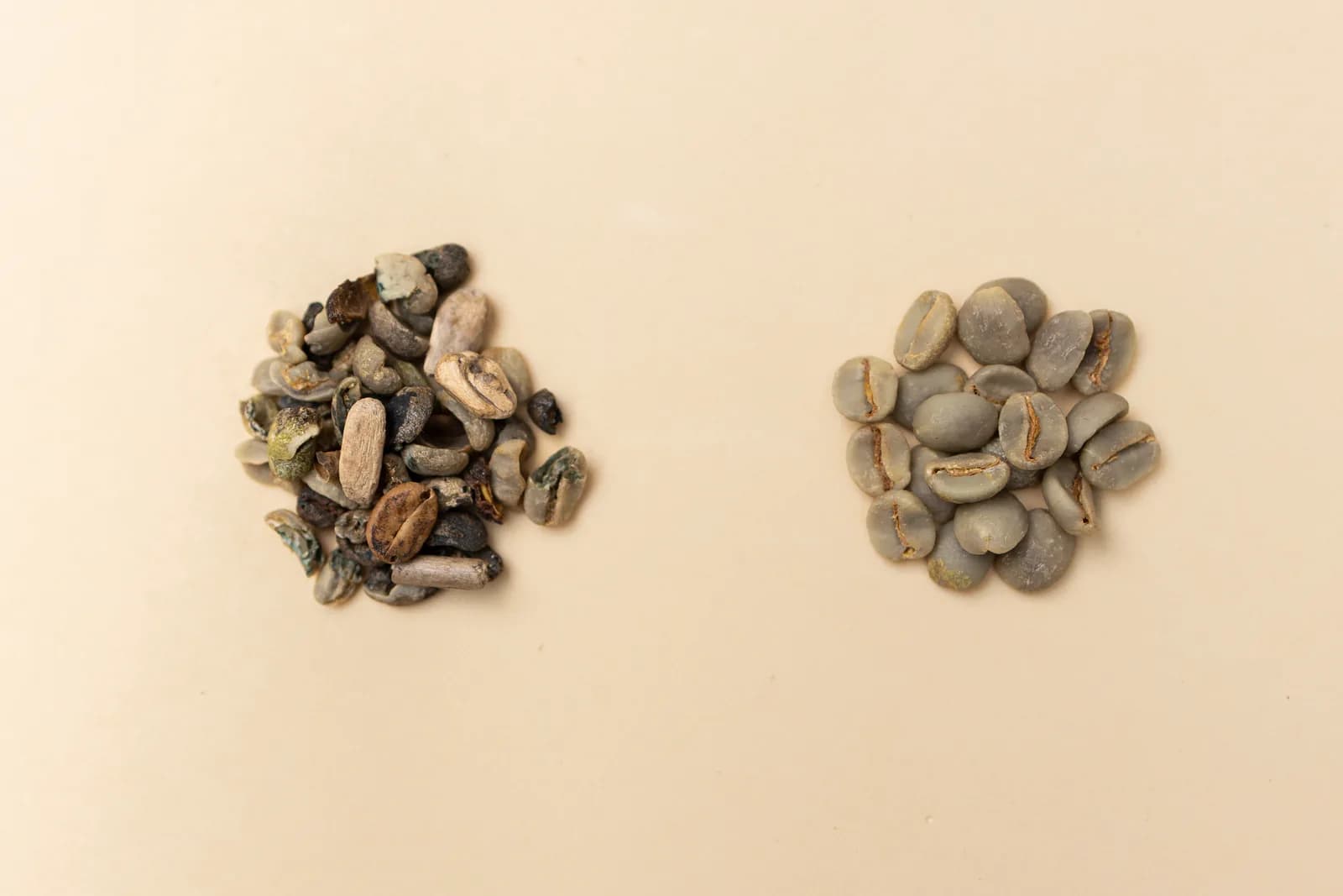 Dois montes de grãos de café verde crus sobre fundo claro